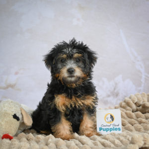 Yorkshire Terrier Puppy for Sale