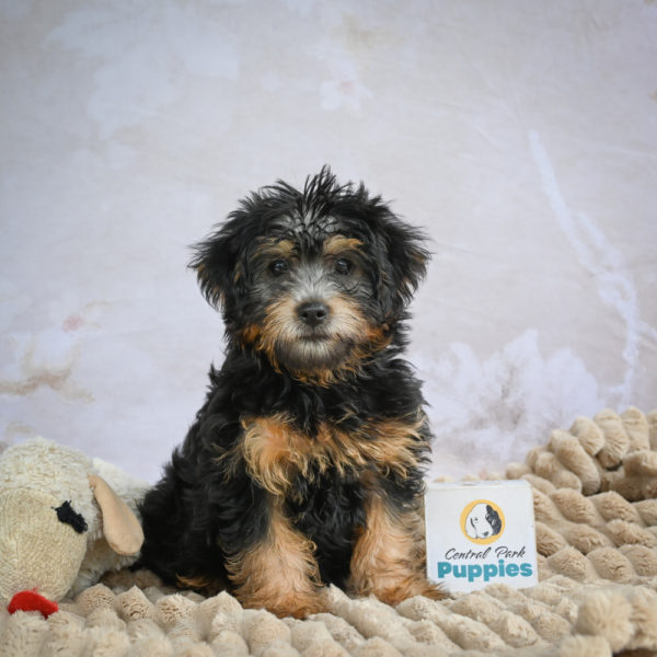 Yorkshire Terrier Puppy for Sale