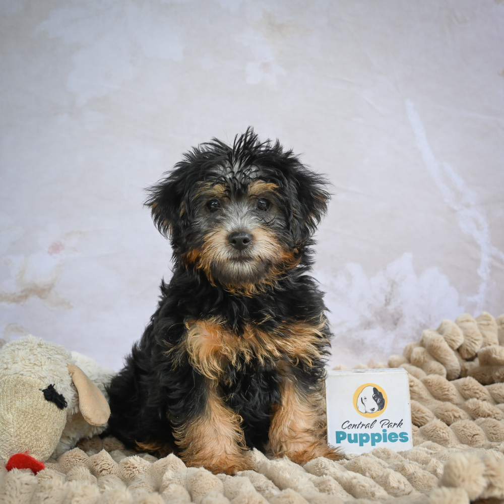 Yorkshire Terrier Puppy for Sale in NYC