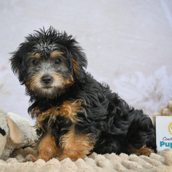 Yorkshire Terrier Puppy for Sale