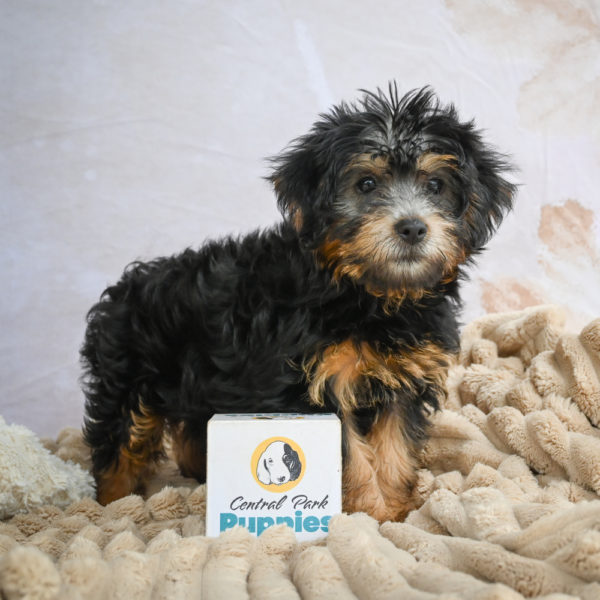 Yorkshire Terrier Puppy for Sale