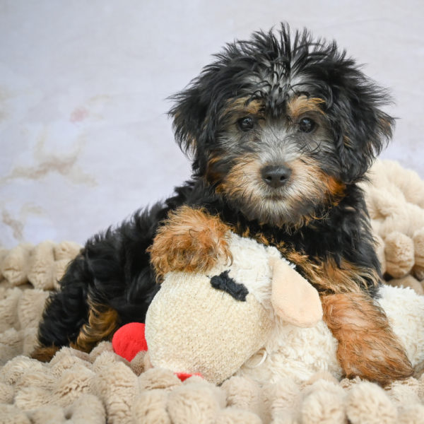 Yorkshire Terrier Puppy for Sale