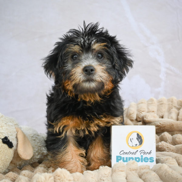 Yorkshire Terrier Puppy for Sale
