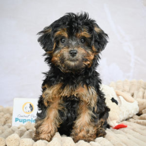 Yorkshire Terrier Puppy for Sale