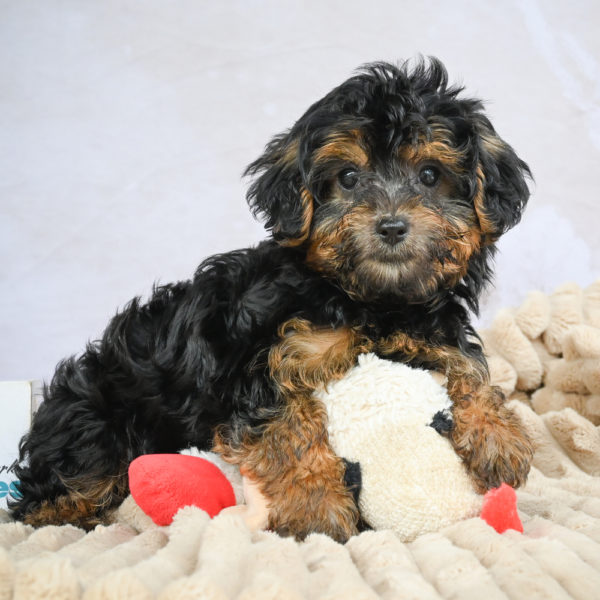 Yorkshire Terrier Puppy for Sale