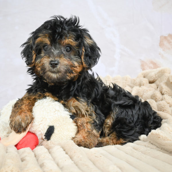 Yorkshire Terrier Puppy for Sale