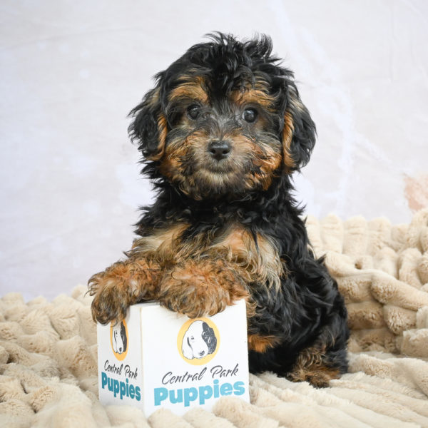 Yorkshire Terrier Puppy for Sale