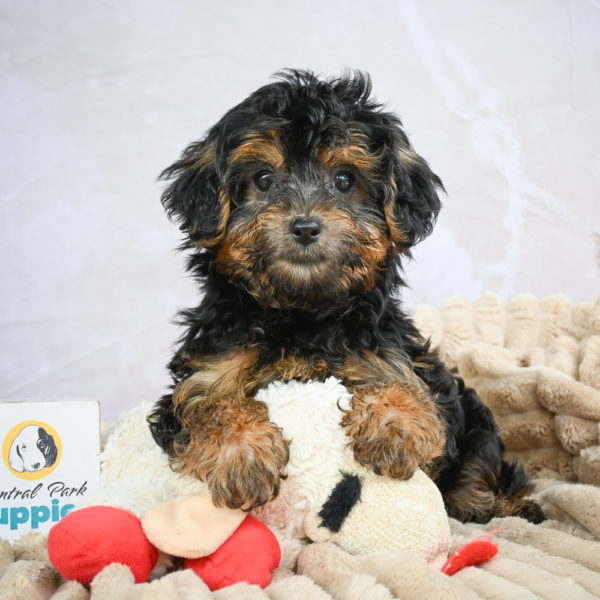 Yorkshire Terrier Puppy for Sale