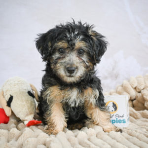 Yorkshire Terrier Puppy for Sale