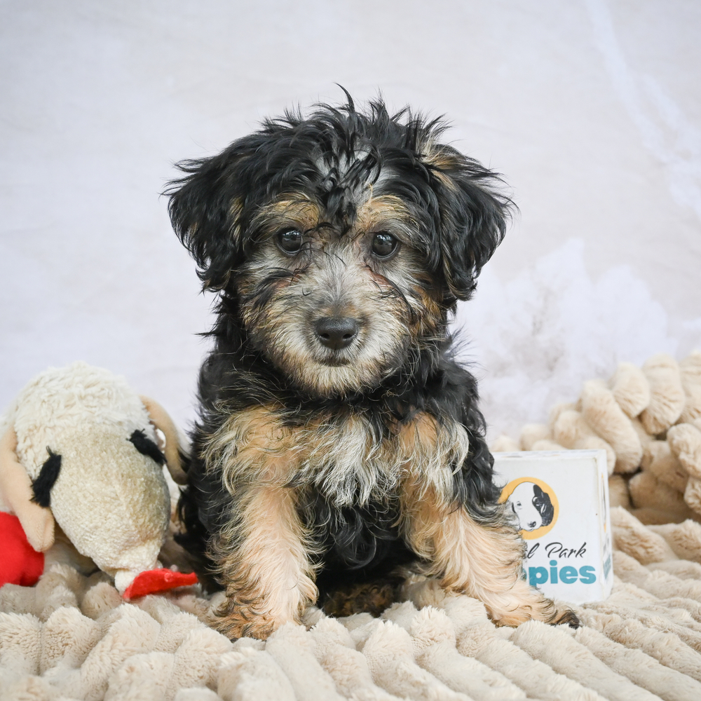 Yorkshire Terrier Puppy for Sale in NYC