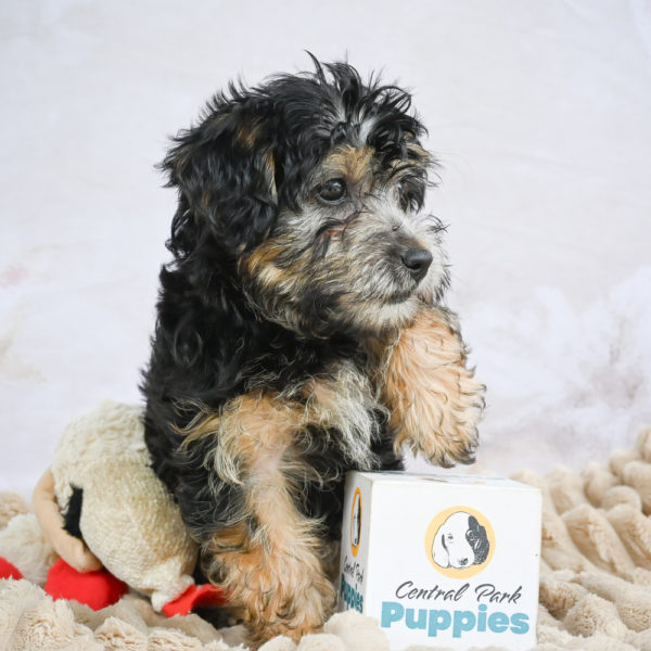 Yorkshire Terrier Puppy for Sale