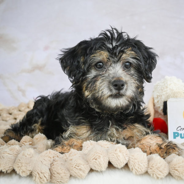Yorkshire Terrier Puppy for Sale