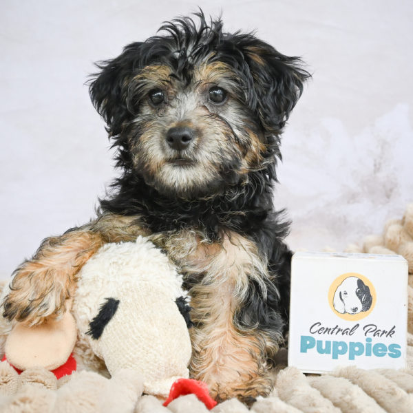 Yorkshire Terrier Puppy for Sale