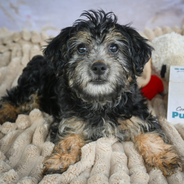 Yorkshire Terrier Puppy for Sale