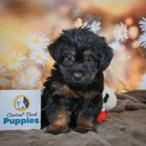 Yorkshire Terrier Puppy for Sale