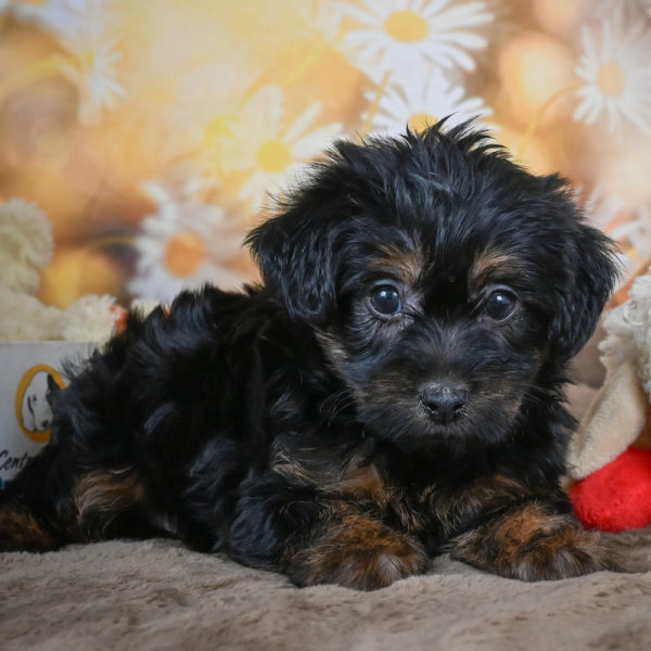 Yorkshire Terrier Puppy for Sale