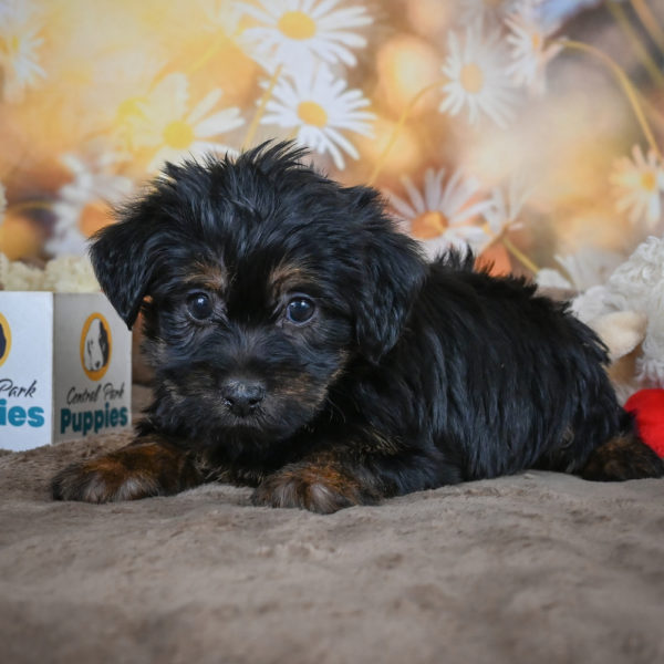 Yorkshire Terrier Puppy for Sale