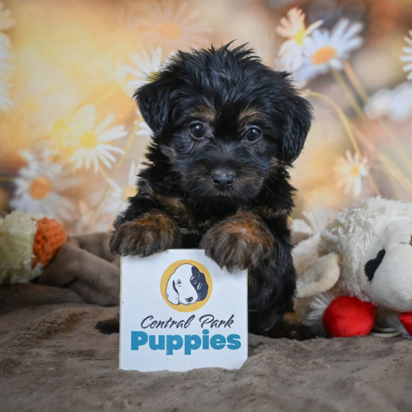 Yorkshire Terrier Puppy for Sale