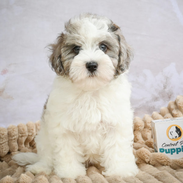F1 Maltipoo Puppy for Sale