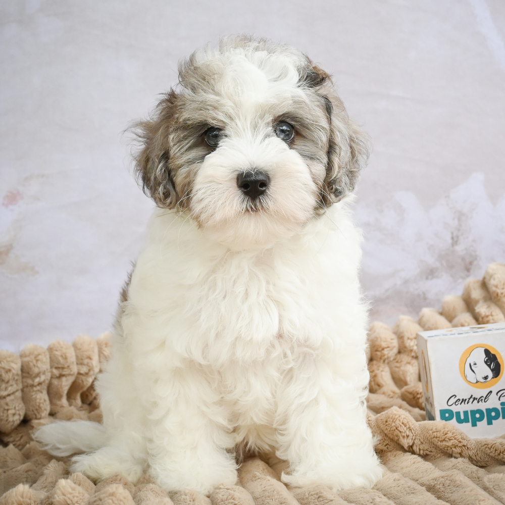F1 Maltipoo Puppy for Sale in NYC