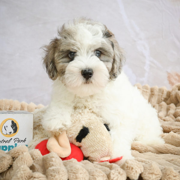 F1 Maltipoo Puppy for Sale