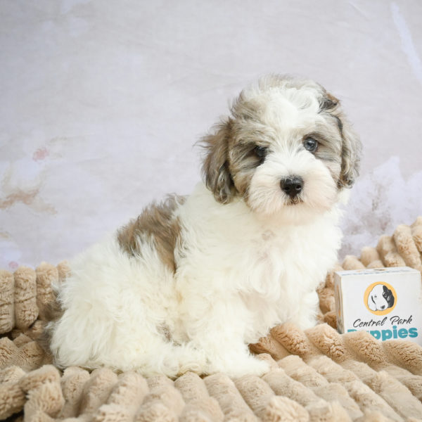 F1 Maltipoo Puppy for Sale