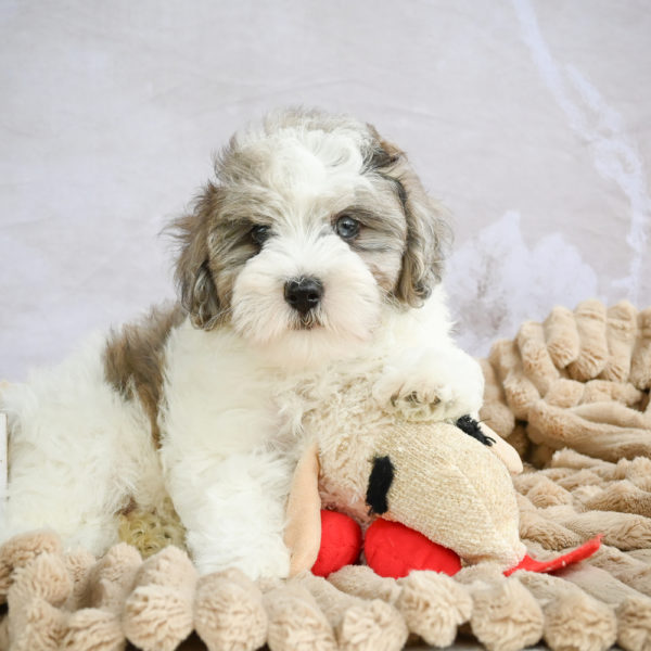 F1 Maltipoo Puppy for Sale