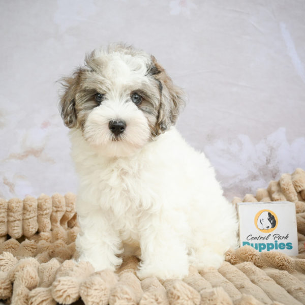 F1 Maltipoo Puppy for Sale