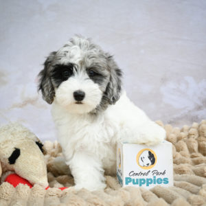 F1 Maltipoo Puppy for Sale