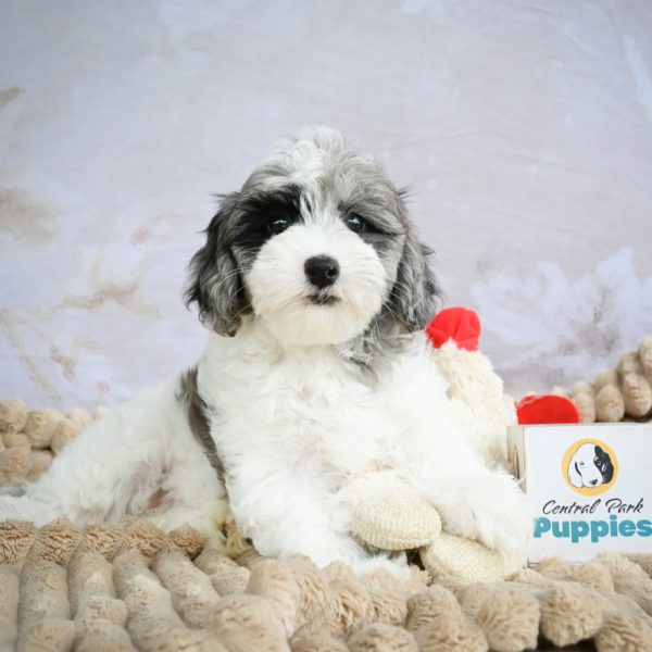 F1 Maltipoo Puppy for Sale