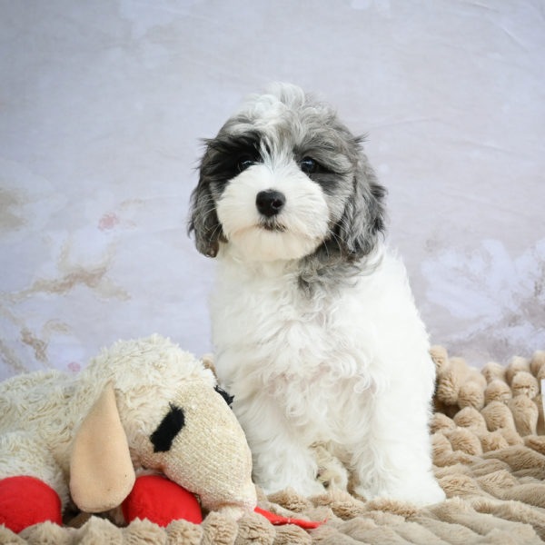 F1 Maltipoo Puppy for Sale