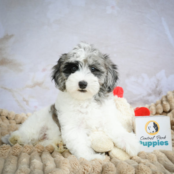 F1 Maltipoo Puppy for Sale