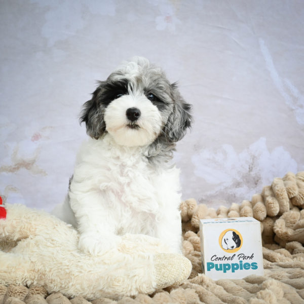 F1 Maltipoo Puppy for Sale