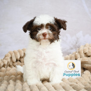 F1 Maltipoo Puppy for Sale