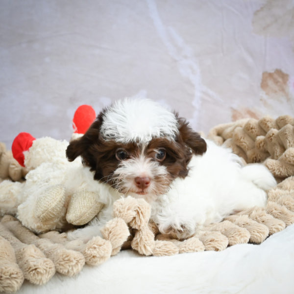 F1 Maltipoo Puppy for Sale
