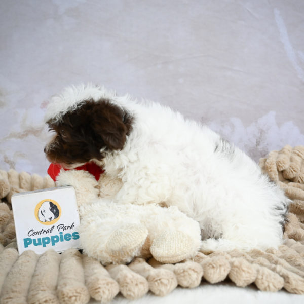 F1 Maltipoo Puppy for Sale