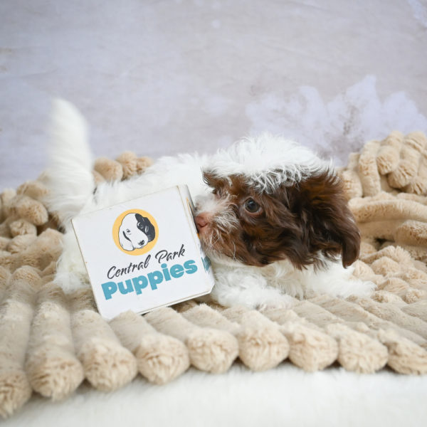 F1 Maltipoo Puppy for Sale