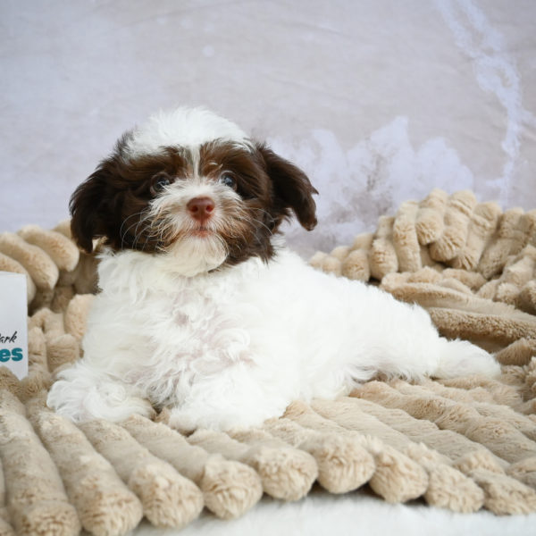 F1 Maltipoo Puppy for Sale