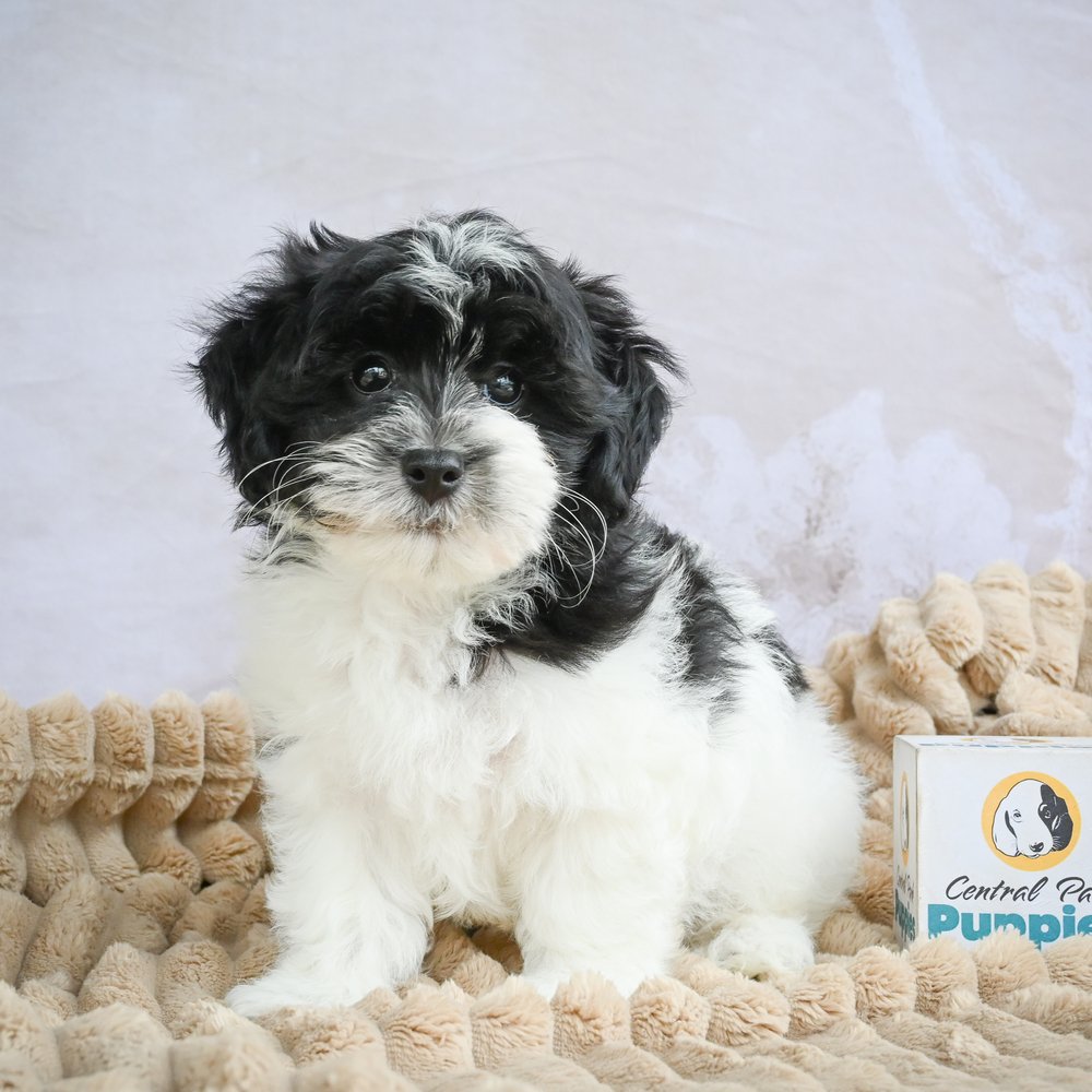 F1 Maltipoo Puppy for Sale in NYC