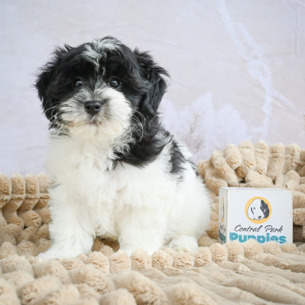 F1 Maltipoo Puppy for Sale