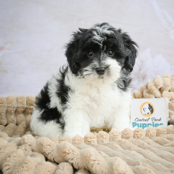 F1 Maltipoo Puppy for Sale