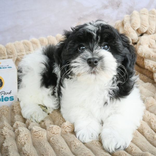 F1 Maltipoo Puppy for Sale