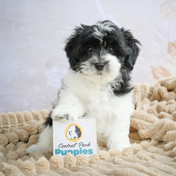 F1 Maltipoo Puppy for Sale