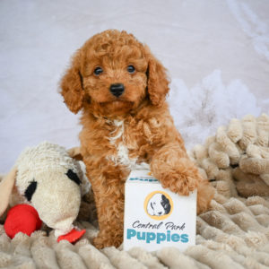 F1b Cavapoo Puppy for Sale