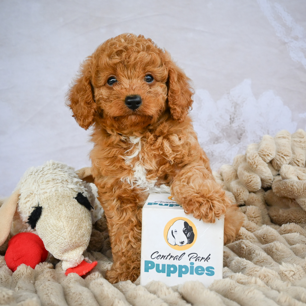 F1b Cavapoo Puppy for Sale in NYC