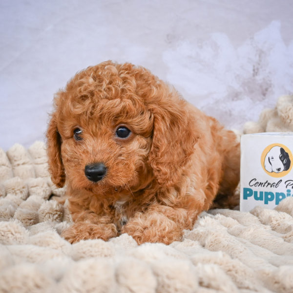 F1b Cavapoo Puppy for Sale