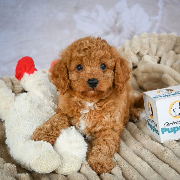 F1b Cavapoo Puppy for Sale