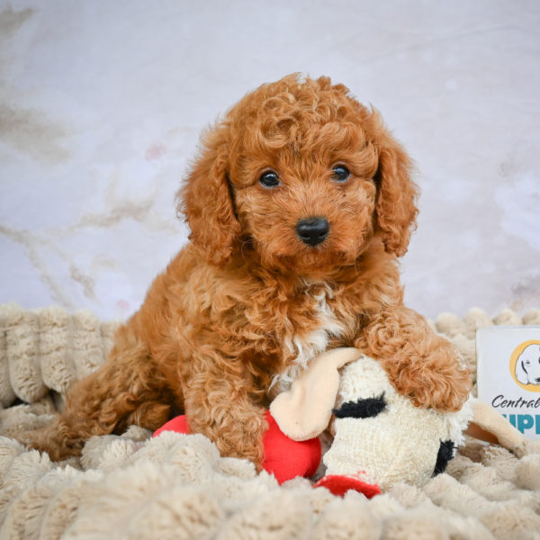 F1b Cavapoo Puppy for Sale