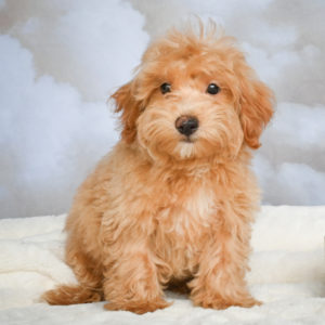 F1 Maltipoo Puppy for Sale