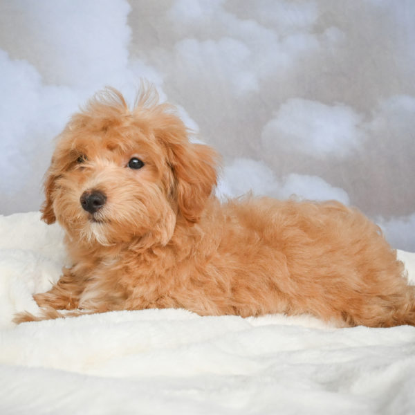 F1 Maltipoo Puppy for Sale